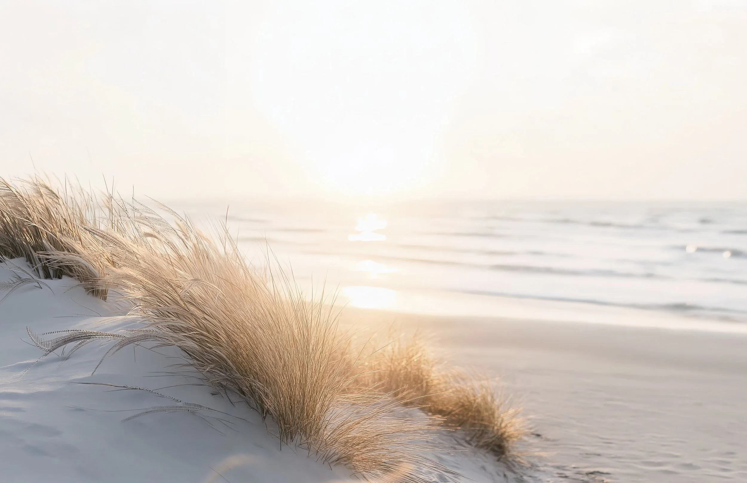 Beach grass at sunrise